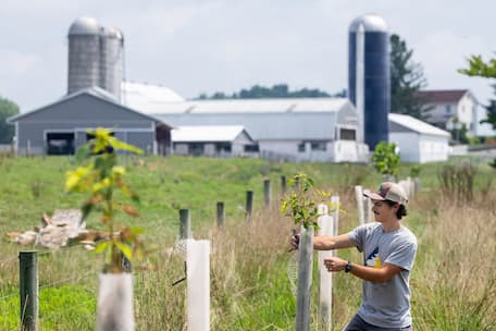 On a farm with newly planted trees, a male forester tends to one tree with a barn in the background.
